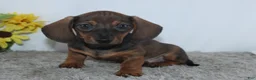 Miniature Dachshund dogs for sale: Kadin - Ad 3