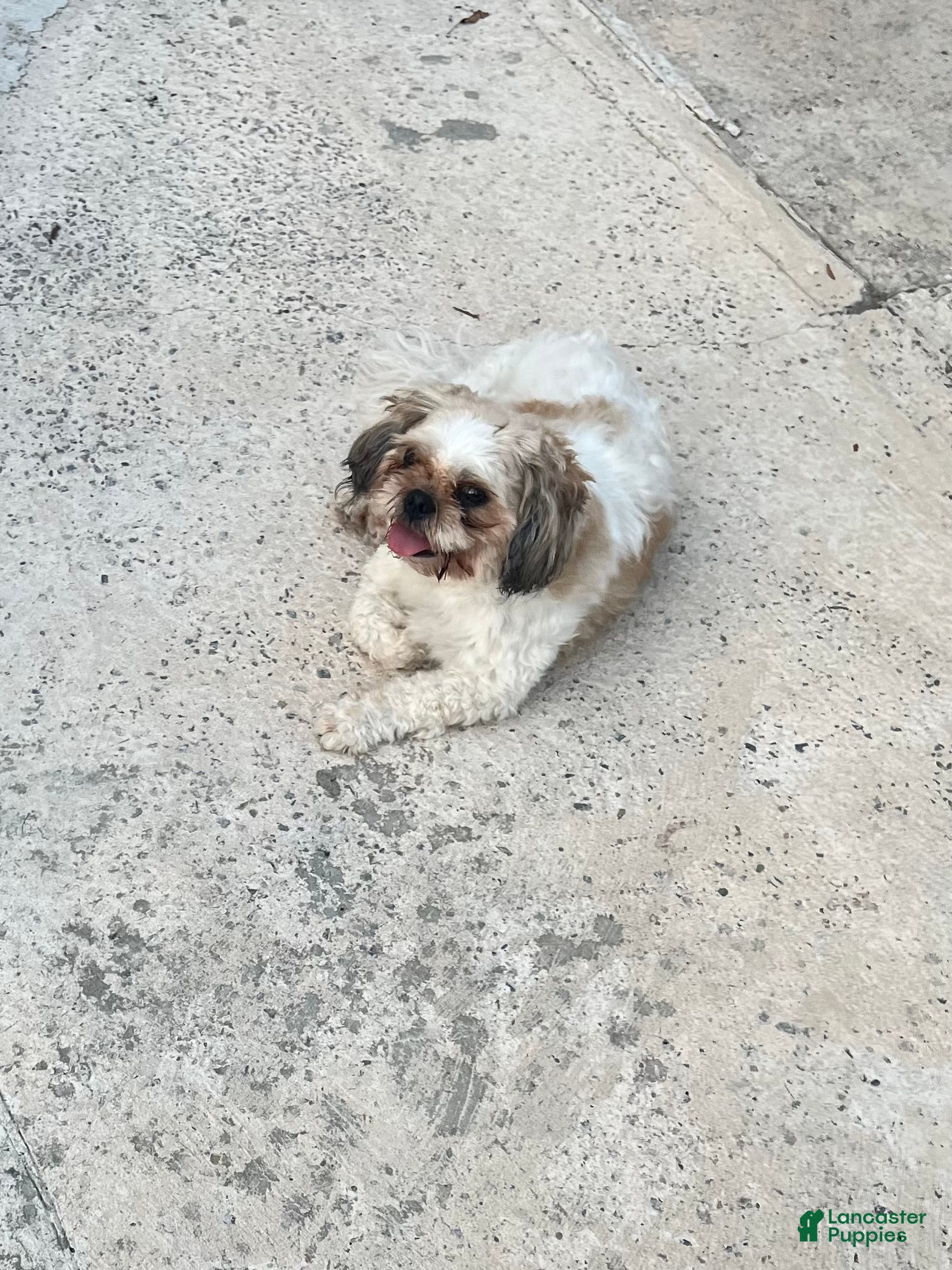 Shih Tzu dogs Panda - Ad 2