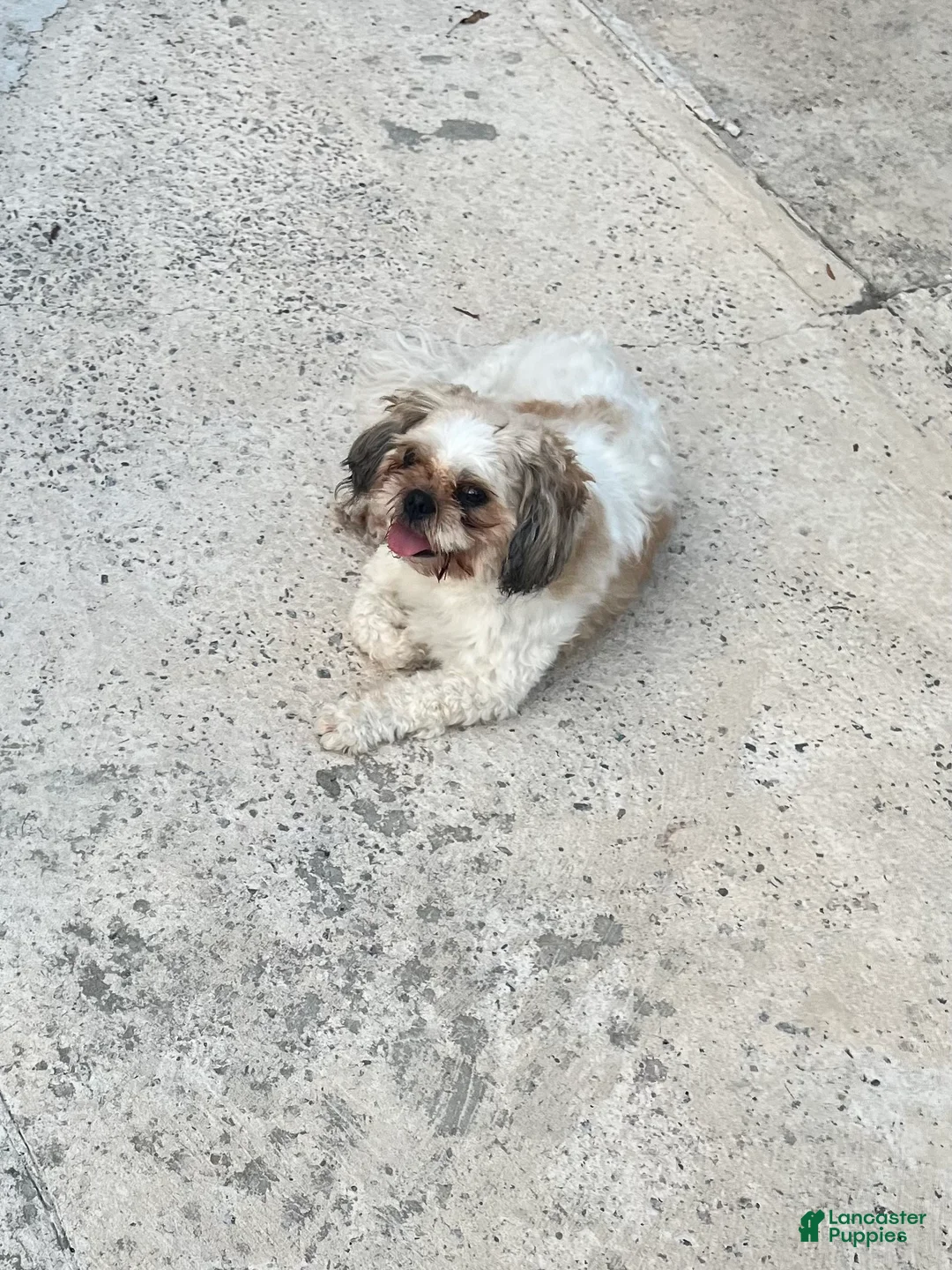 Shih Tzu dogs for sale: Panda - Ad 2