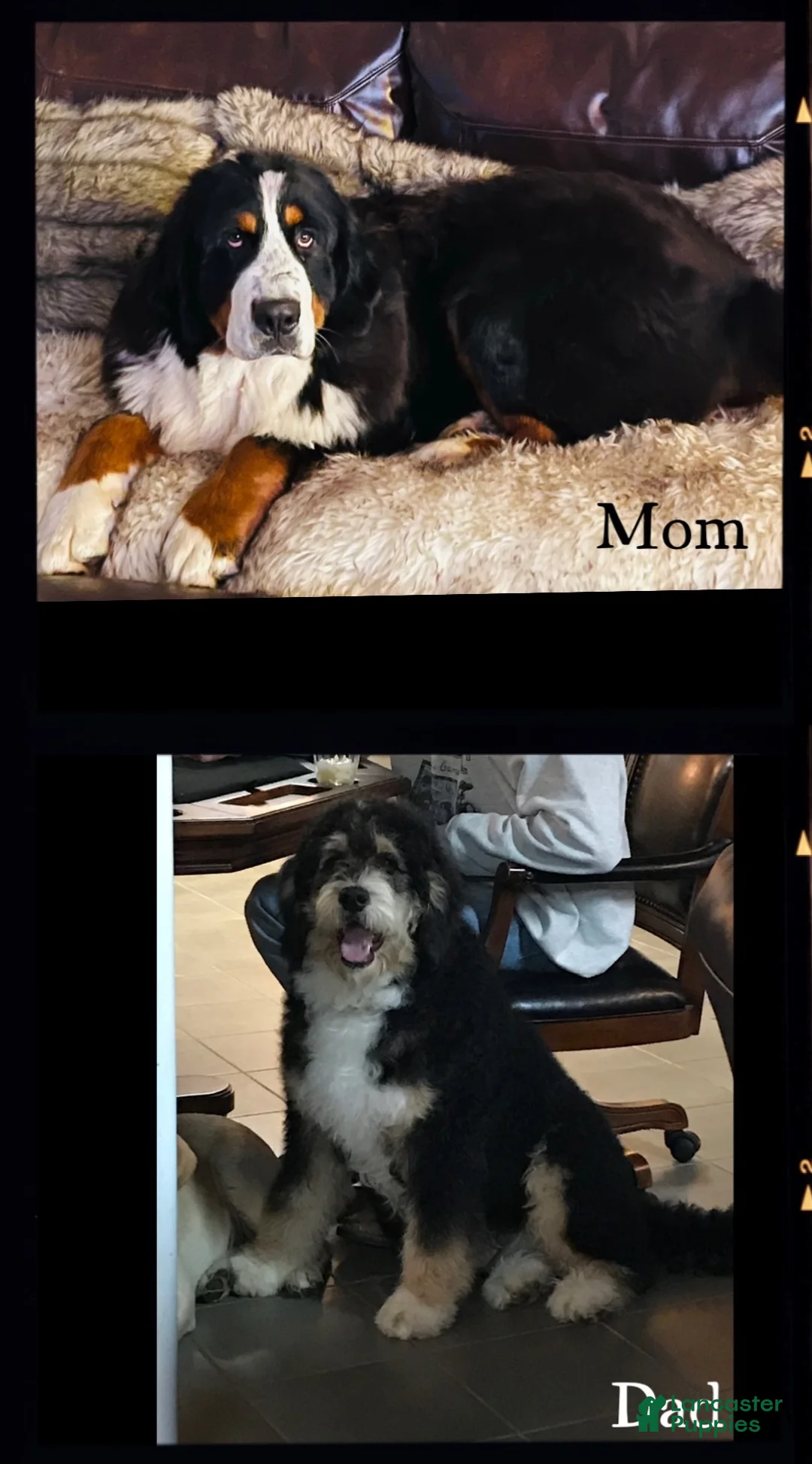 Bernedoodle dogs for sale: Cooper - Ultra Bernedoodle  - Ad 7
