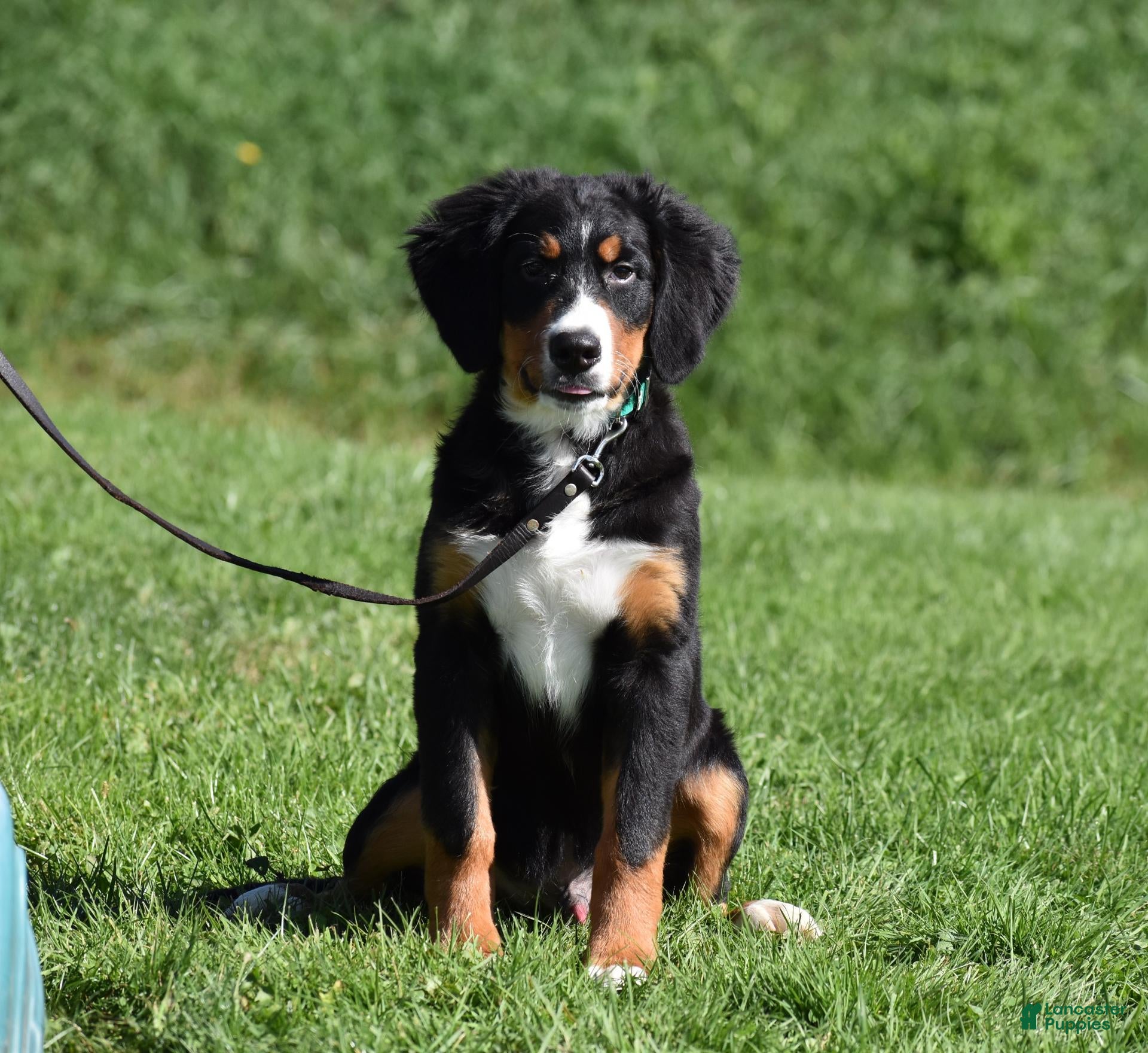 Trevor (Bernese, Male) in Baltic, OH
