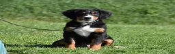 Bernese Mountain Dog dogs for sale: Trevor - Ad 1