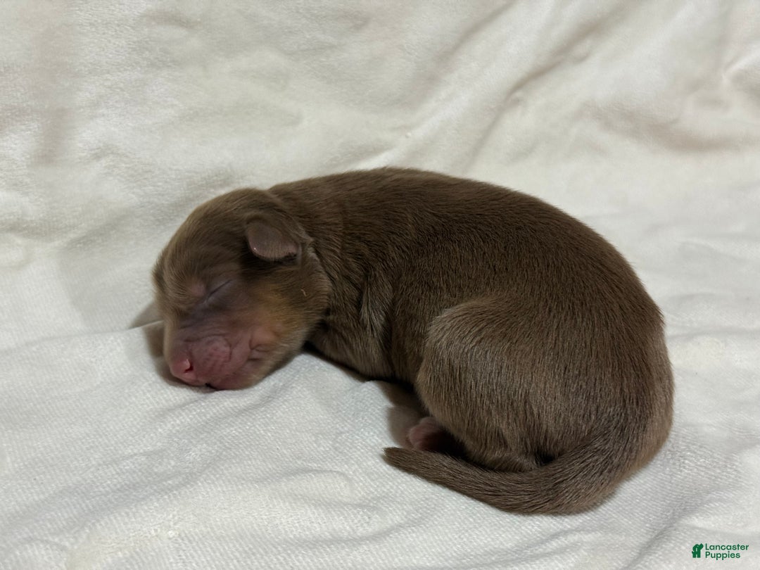 Australian Shepherd dogs for sale: Elm  - Ad 1