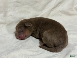 Australian Shepherd dogs Elm - Ad 31