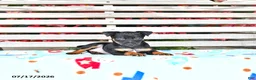 Miniature Pinscher dogs for sale: Jace - Ad 3