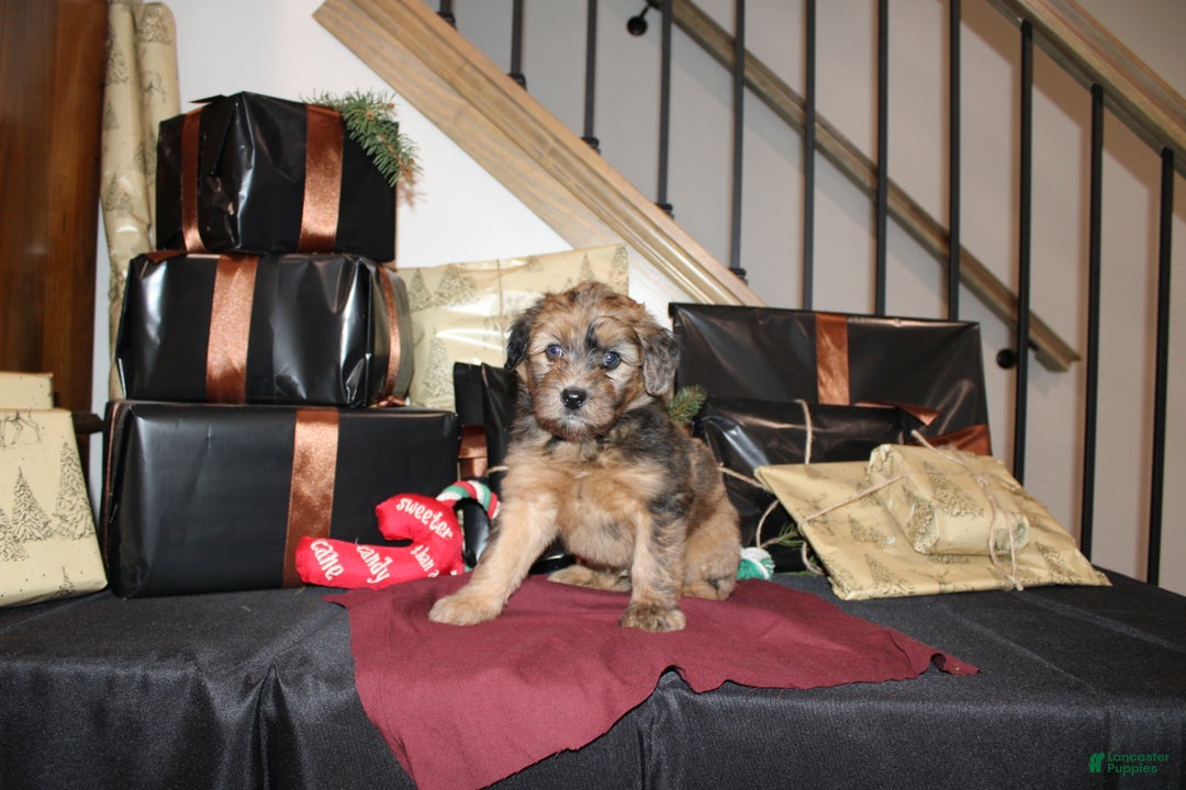 Whoodle dogs for sale: Lester - Ad 4