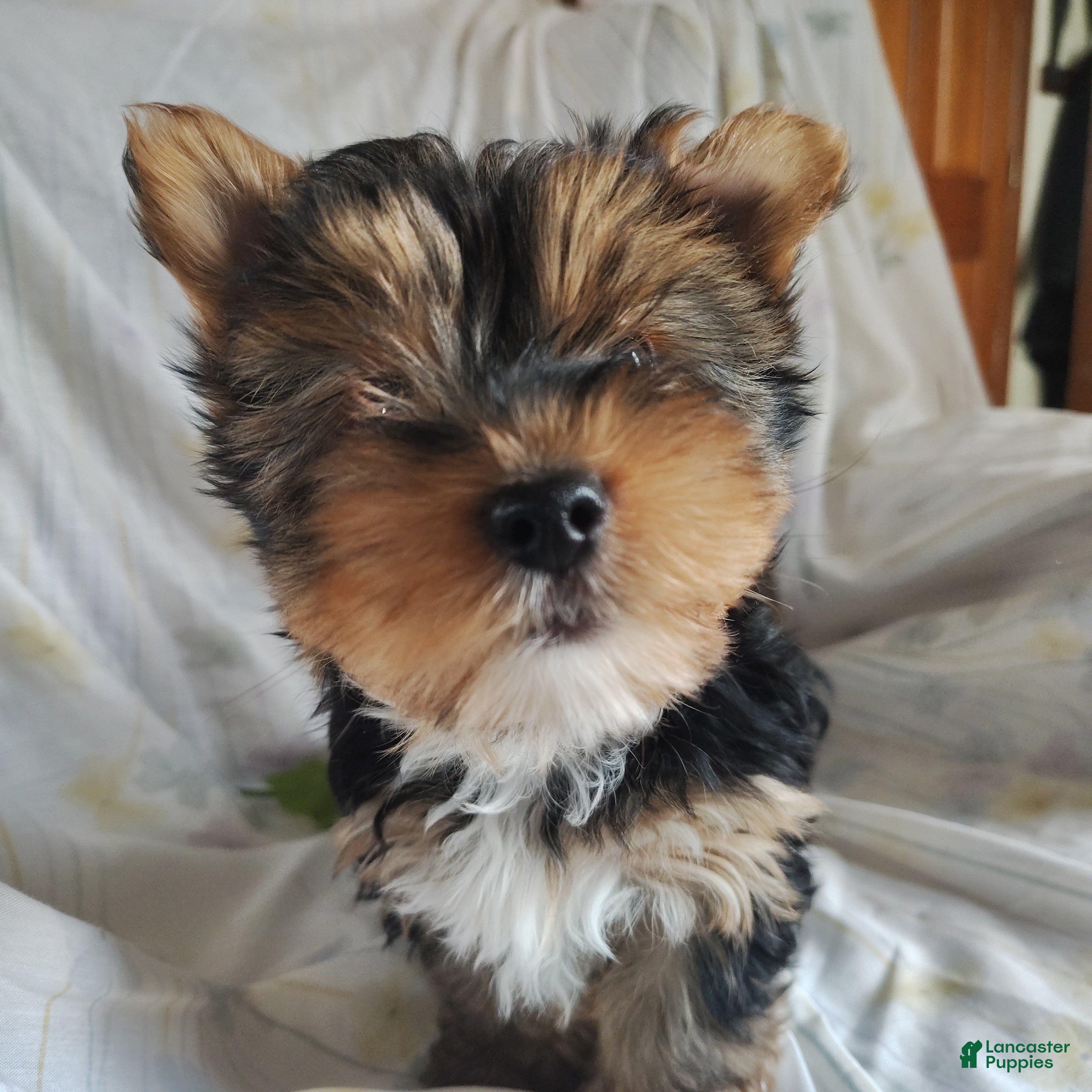 Yorkshire Terrier dogs Pickles - Ad 1