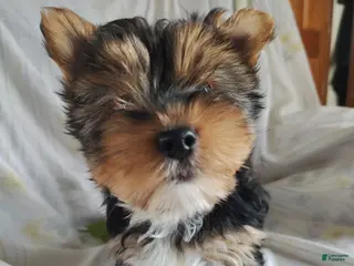 Yorkshire Terrier dogs for sale: Pickles - Ad 3