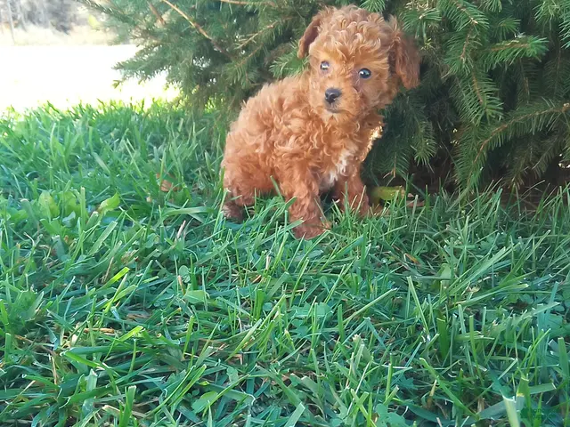 Toy Poodle dogs Precious - Ad 2
