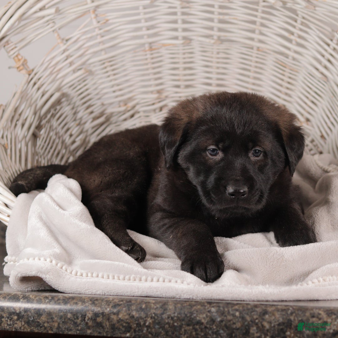 Mixed Breed dogs for sale: Violet - Ad 3