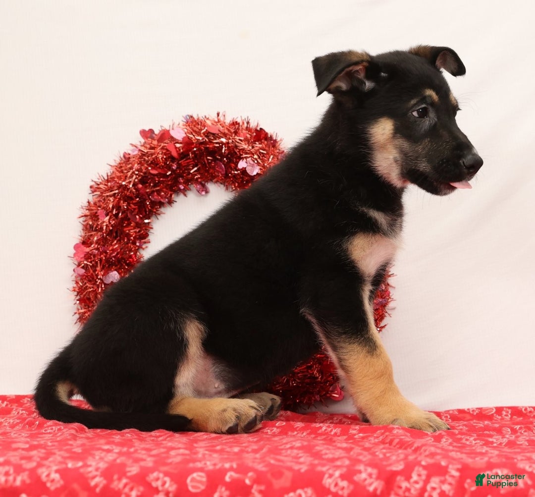 German Shepherd dogs for sale: Marco - Ad 3