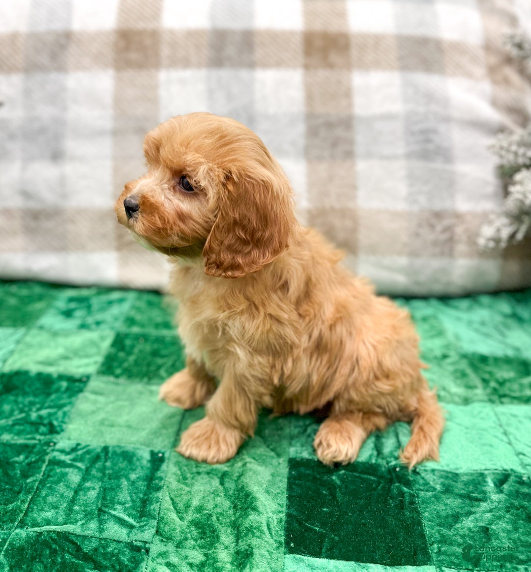 Cavapoo dogs for sale: Trent - Ad 4