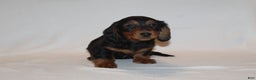 Miniature Dachshund dogs for sale: Dasher - Ad 2