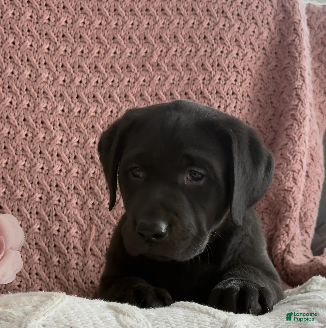 Labrador Retriever dogs for sale: Lily - Ad 6