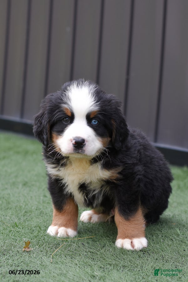 Bernese Mountain Dog dogs Dylan - Ad 1