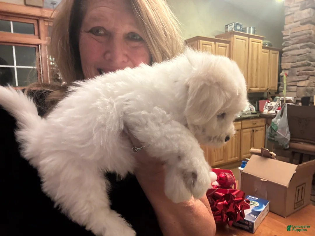 Coton De Tulear dogs for sale: Coton De Tulear Puppy 3 marshall - Ad 4