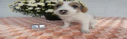 Mixed Breed dogs for sale: Mixed Breed 1 Max - Ad 6