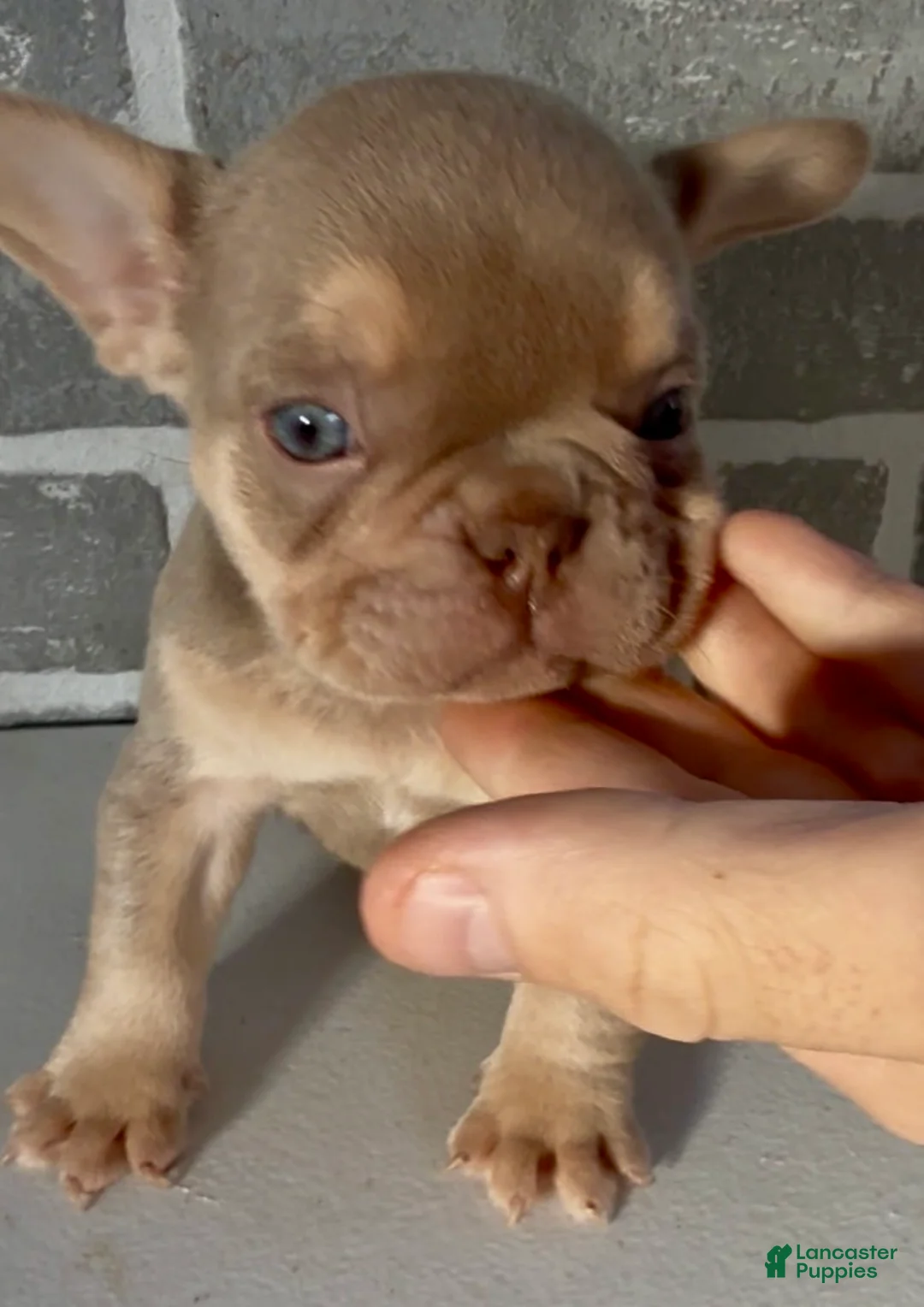 French Bulldog dogs for sale: Isabella - Ad 2