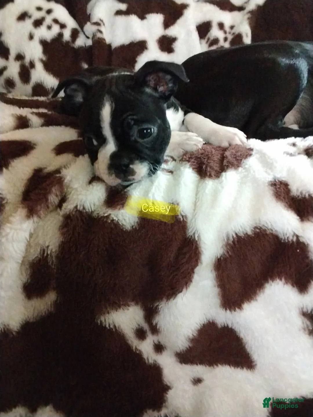 Boston Terrier dogs for sale: Boston Terrier Puppy 4 - Ad 2