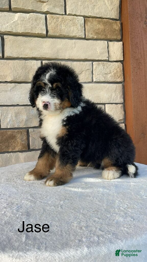 Mini Bernedoodle dogs Jase - Ad 1
