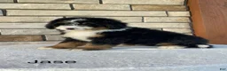 Mini Bernedoodle dogs for sale: Jase - Ad 1