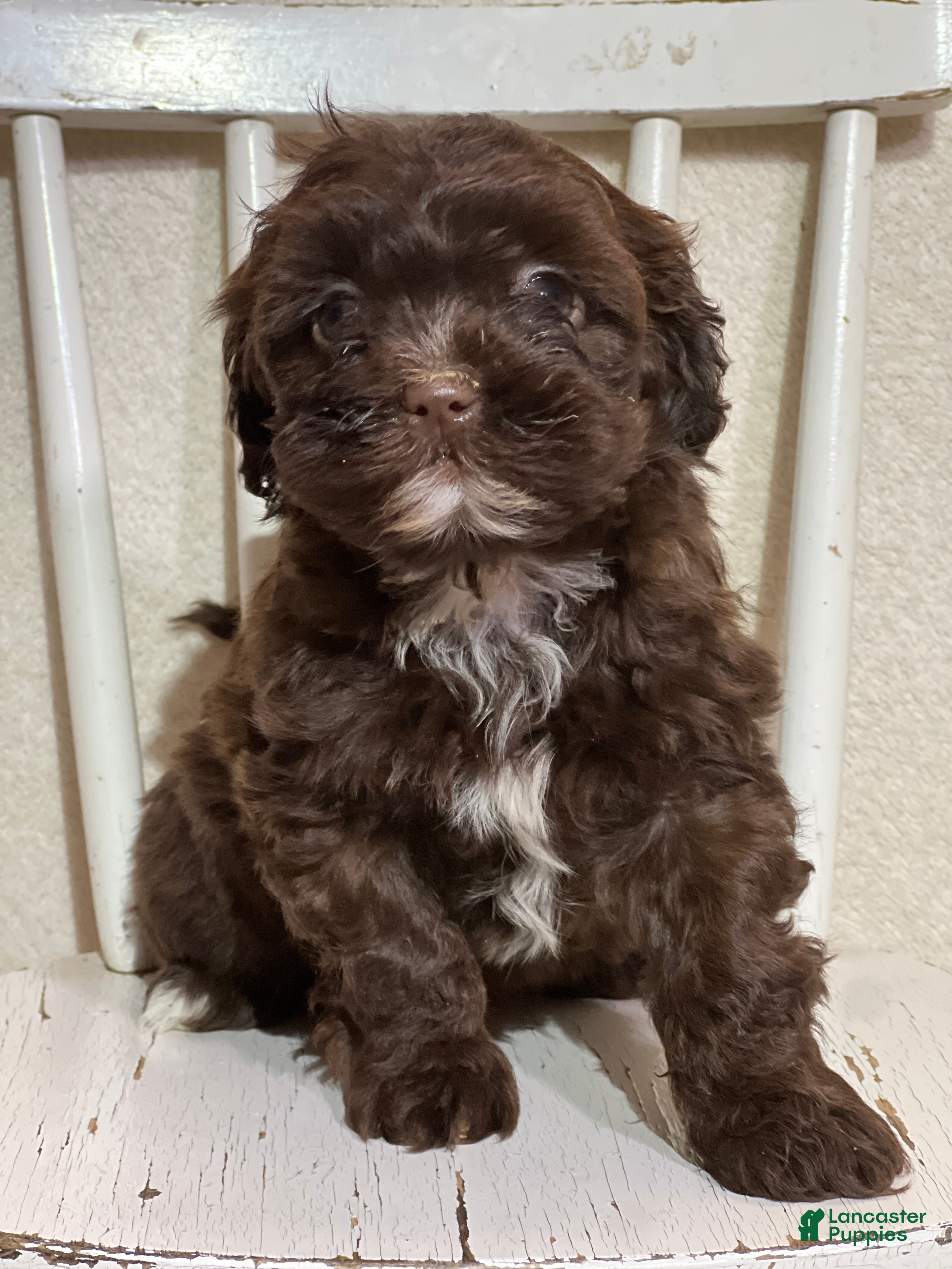 Shihpoo dogs Lazzie - Ad 33