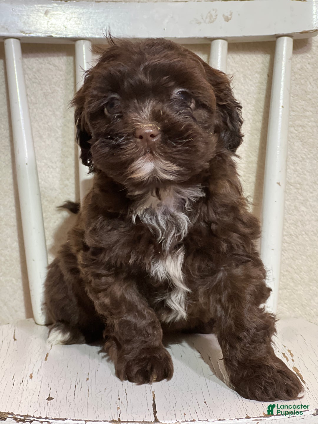 Shihpoo dogs for sale: Lazzie - Ad 1