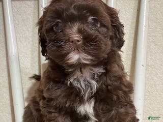 Shihpoo dogs Lazzie - Ad 33