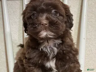 Shihpoo dogs Lazzie - Ad 20