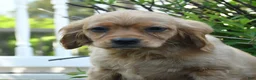 Miniature Golden Retriever dogs for sale: Bennet - Ad 5