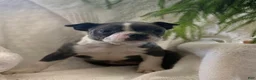 Boston Terrier dogs for sale: Rosy - Ad 3