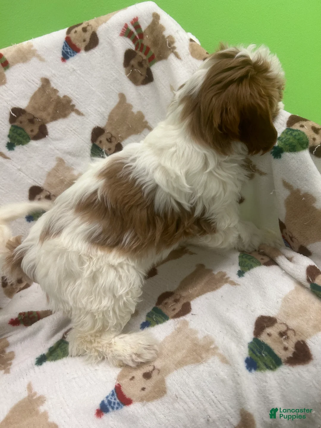 Mini Goldendoodle dogs for sale: Bear  - Ad 2