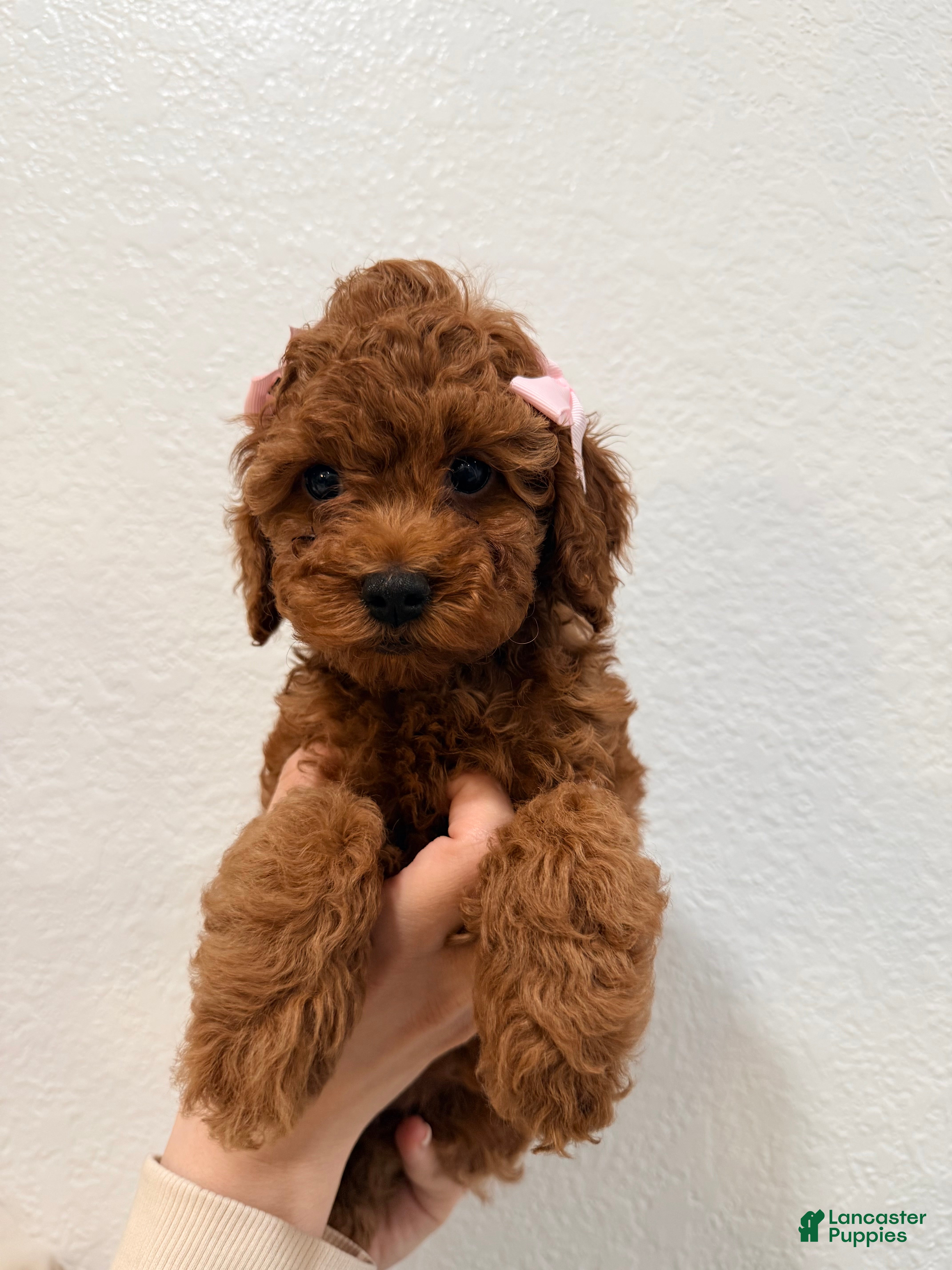 Mini Goldendoodle dogs Honeybun - Ad 2