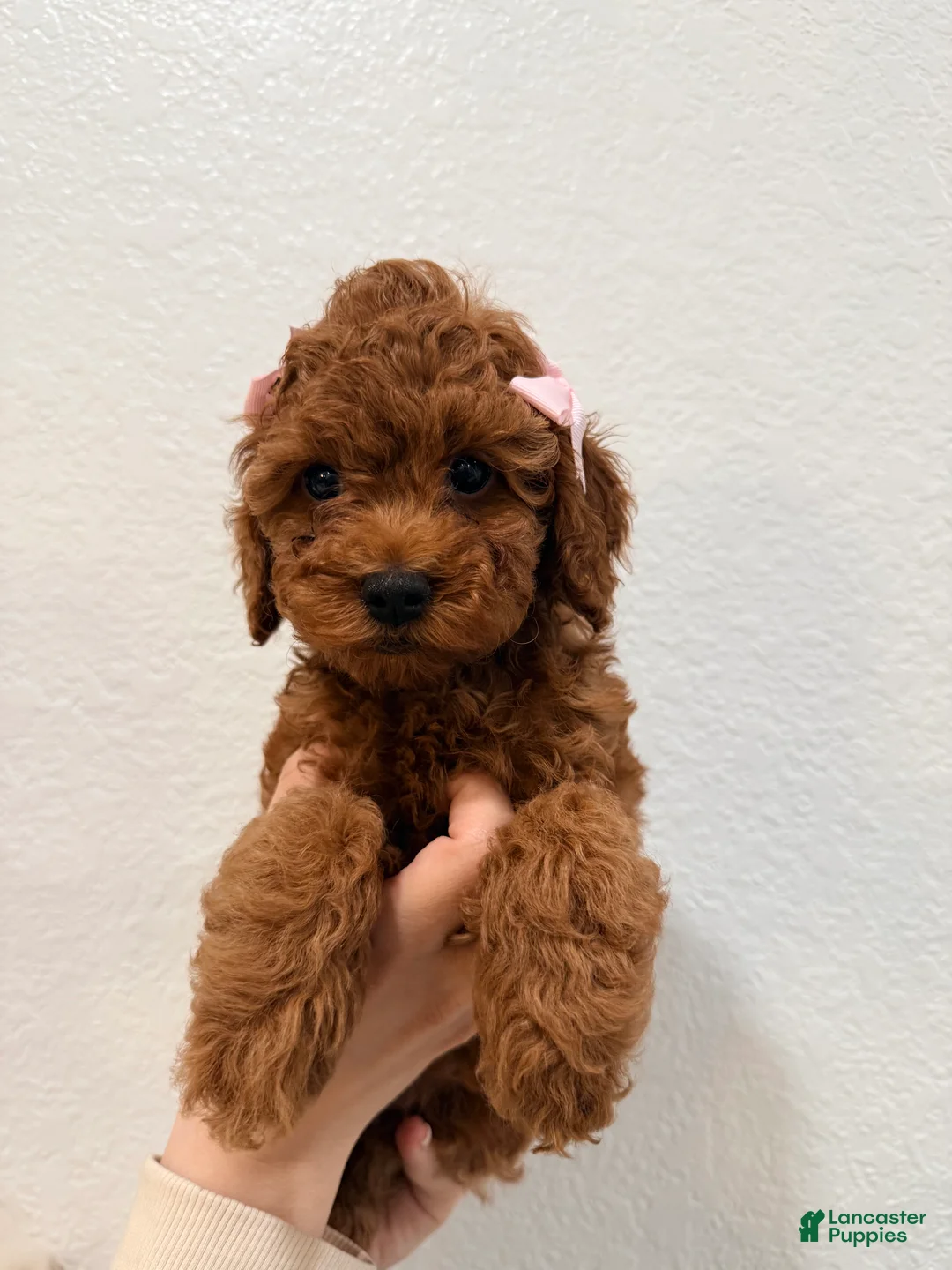 Mini Goldendoodle dogs for sale: Honeybun - Ad 2