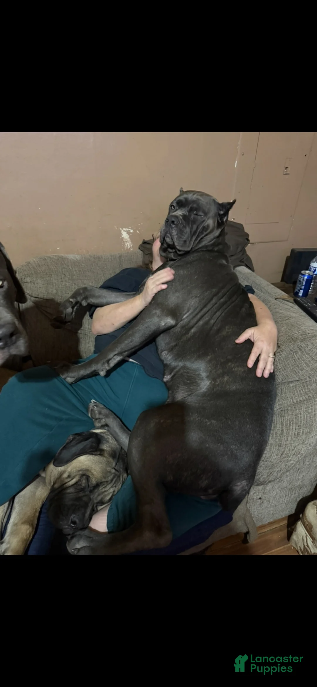 Cane Corso dogs for sale: Cane Corso 3 - Ad 2