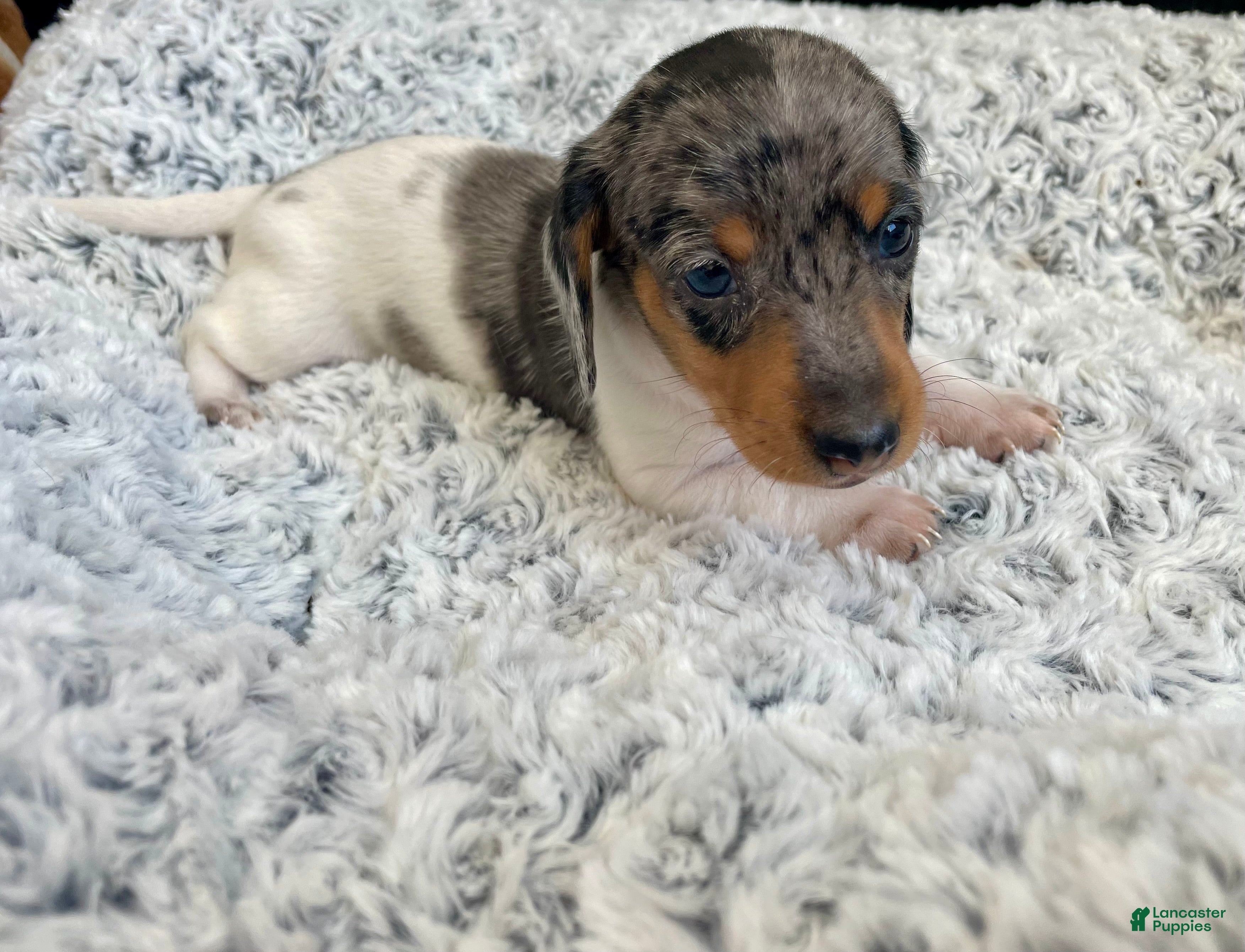 Miniature Dachshund dogs Miniature Dachshund 1 - Ad 14