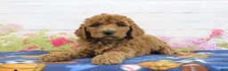 Mini Goldendoodle dogs for sale: Fido - Ad 4