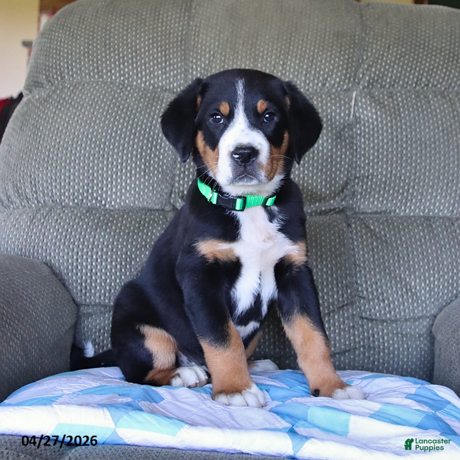 Greater Swiss Mountain Dog dogs for sale: Bernard - Ad 1