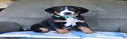 Greater Swiss Mountain Dog dogs for sale: Bernard - Ad 1