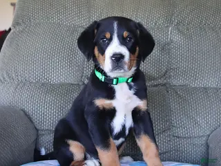 Greater Swiss Mountain Dog dogs for sale: Bernard - Ad 1