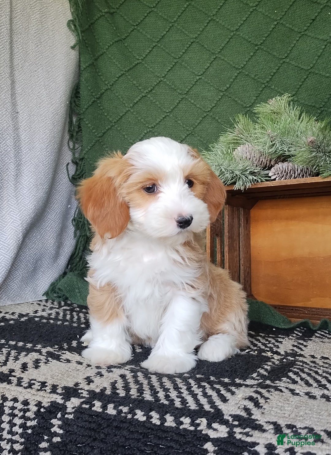 Havanese dogs for sale: Amber  - Ad 3