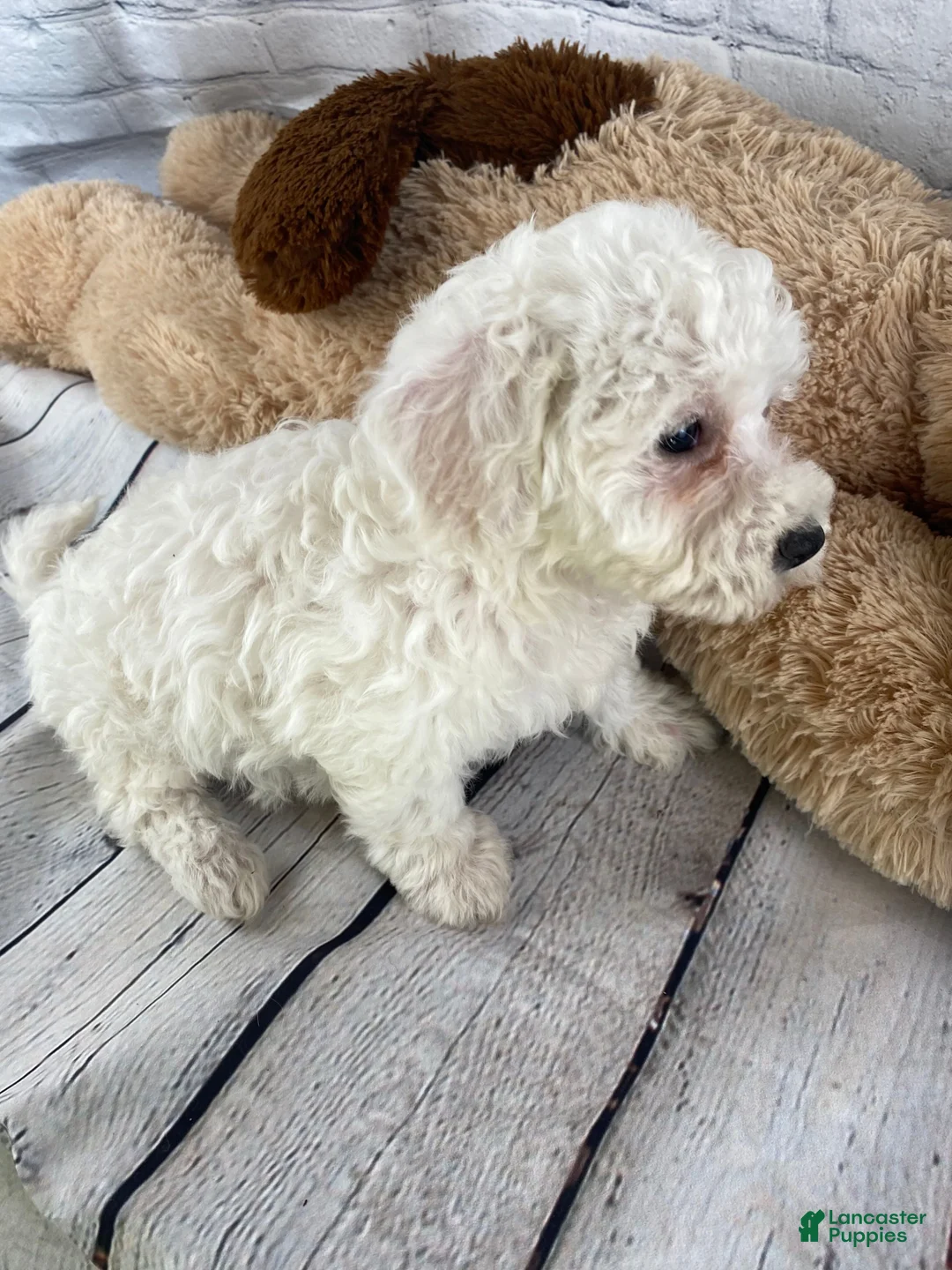 Bichon Frise dogs for sale: Annie - Ad 3