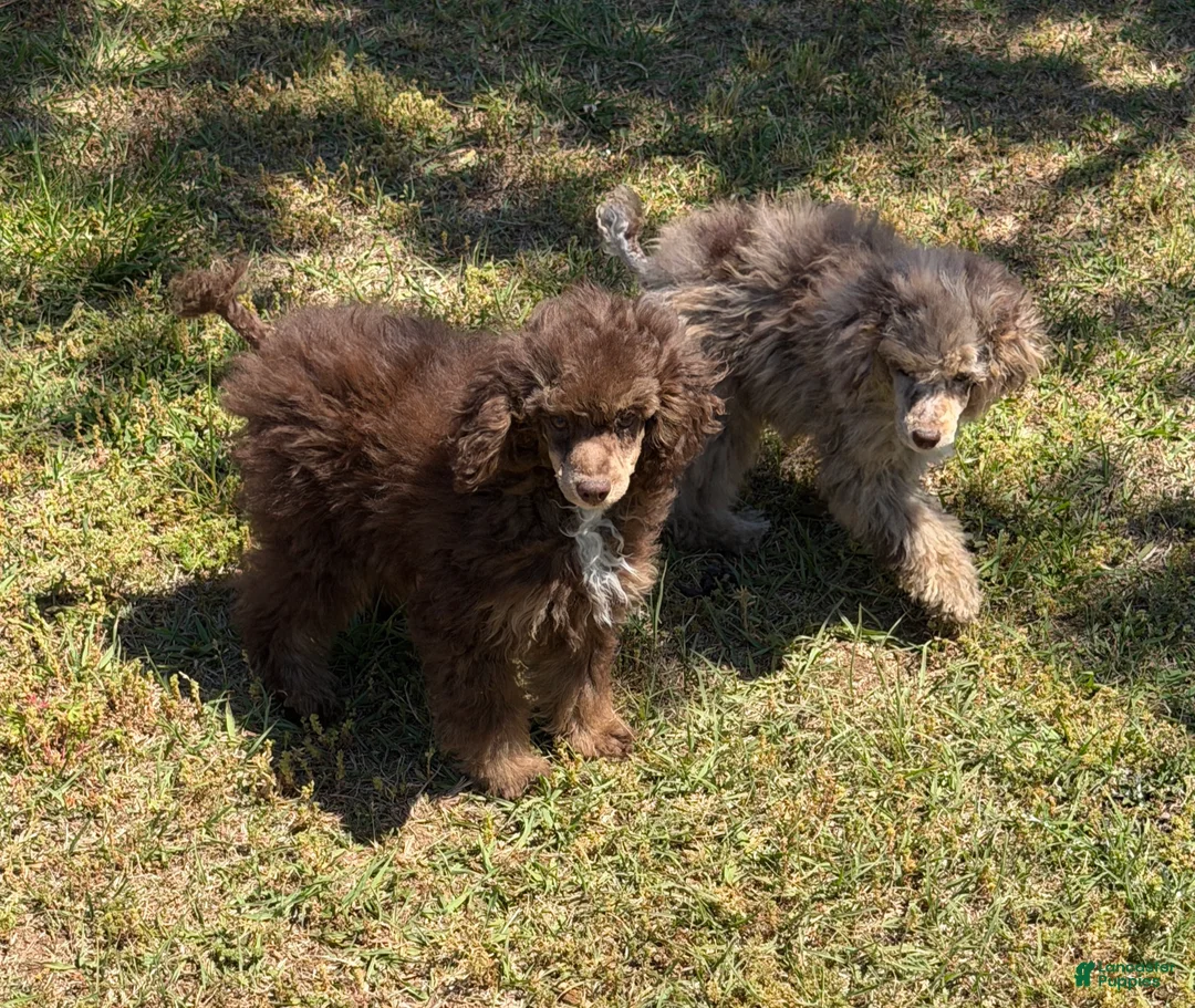 Miniature Poodle dogs for sale: Snickers - Ad 2