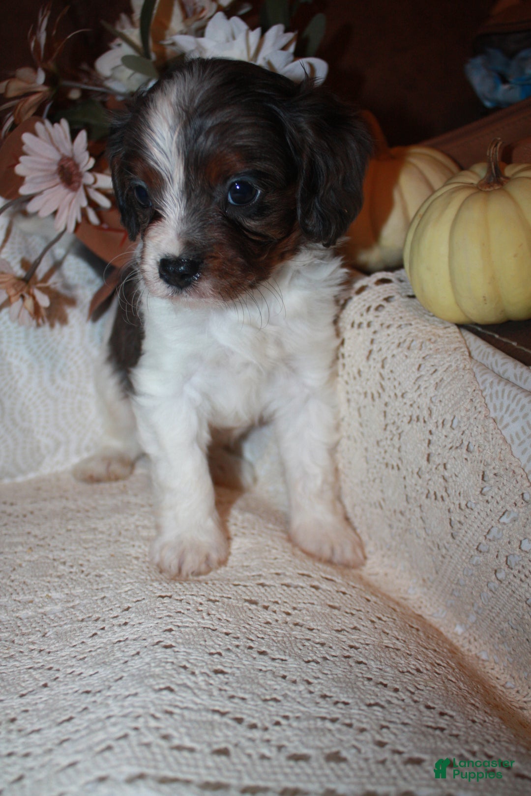 Cavapoo dogs for sale: Luke - Ad 8