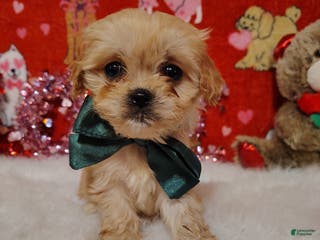 Cavapoo dogs Gracie - Ad 26