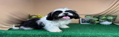 Shih Tzu 1