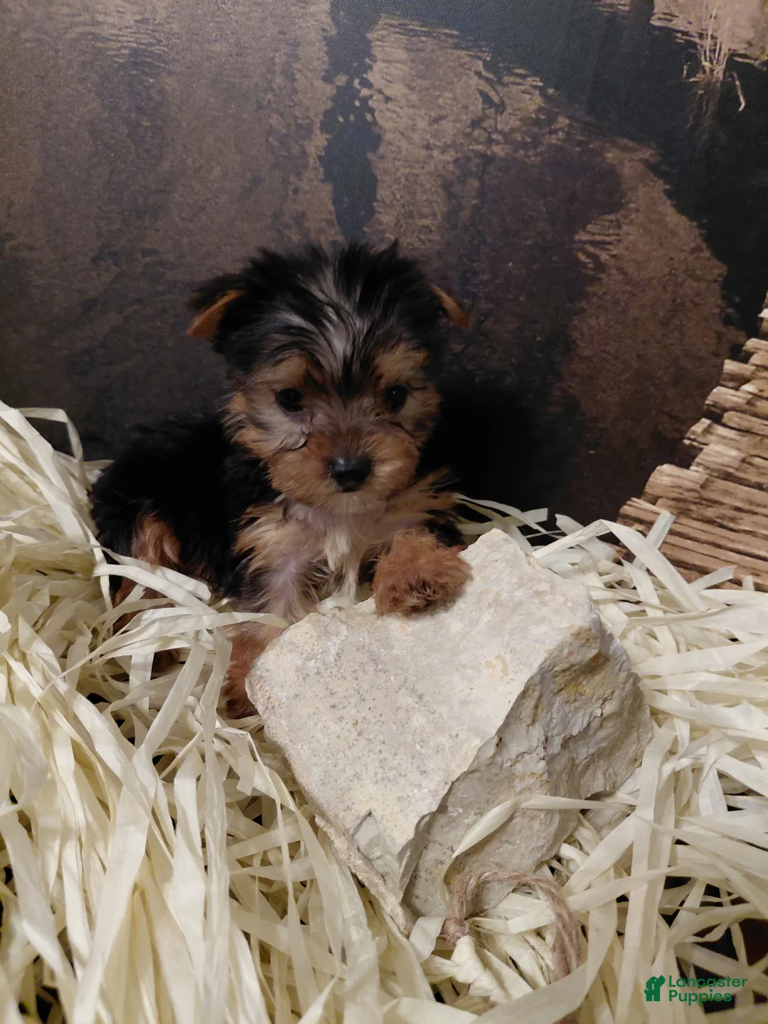 Yorkshire Terrier dogs for sale: Yorkshire Terrier Puppy 1 - Ad 2