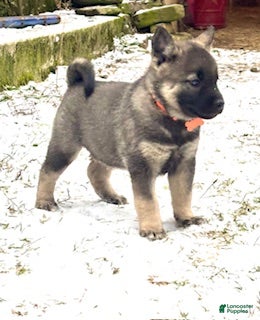 Norwegian Elkhound dogs Blaze of orange - Ad 3