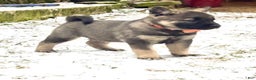 Norwegian Elkhound dogs for sale: Blaze of orange - Ad 1