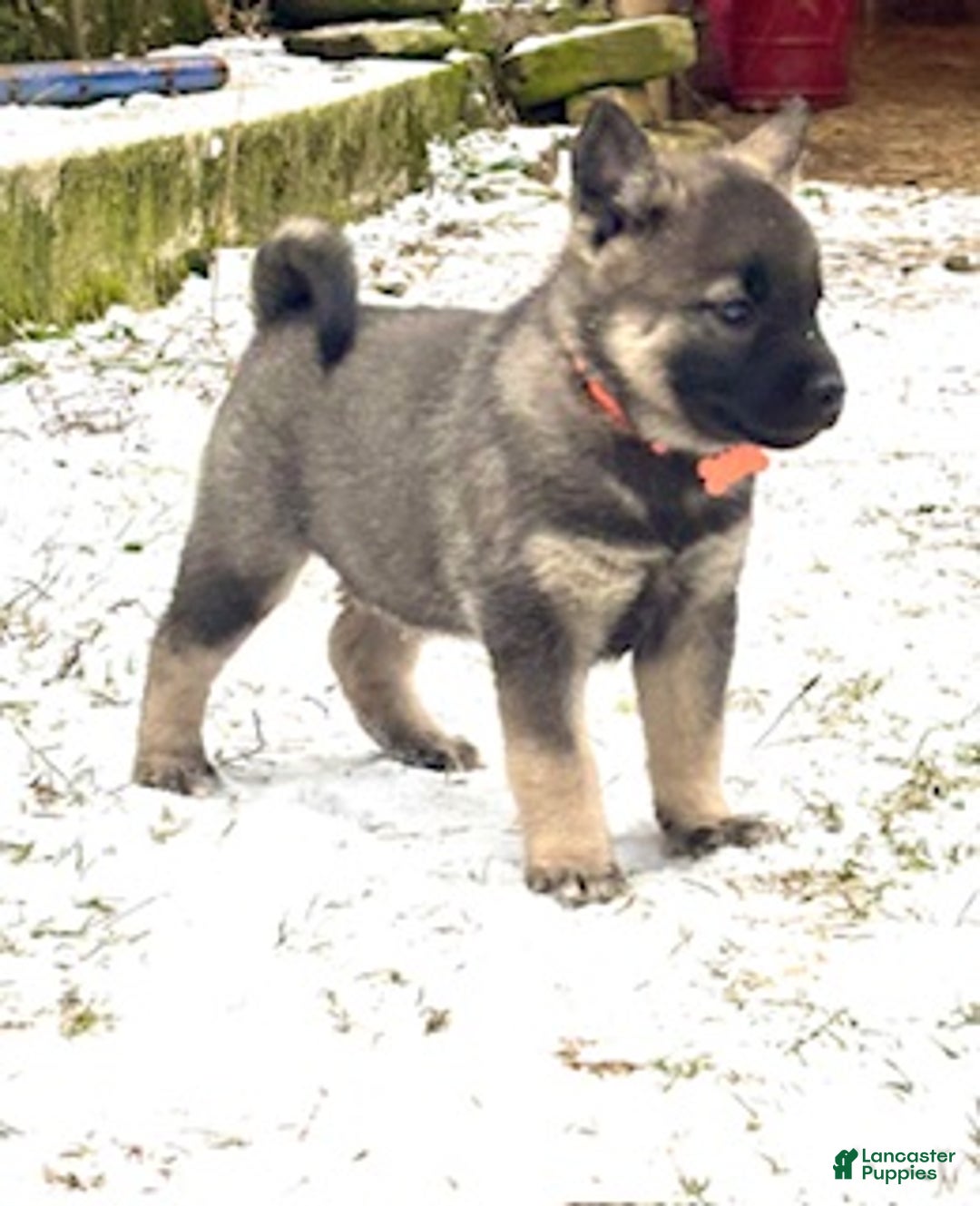 Norwegian Elkhound dogs for sale: Blaze of orange - Ad 1